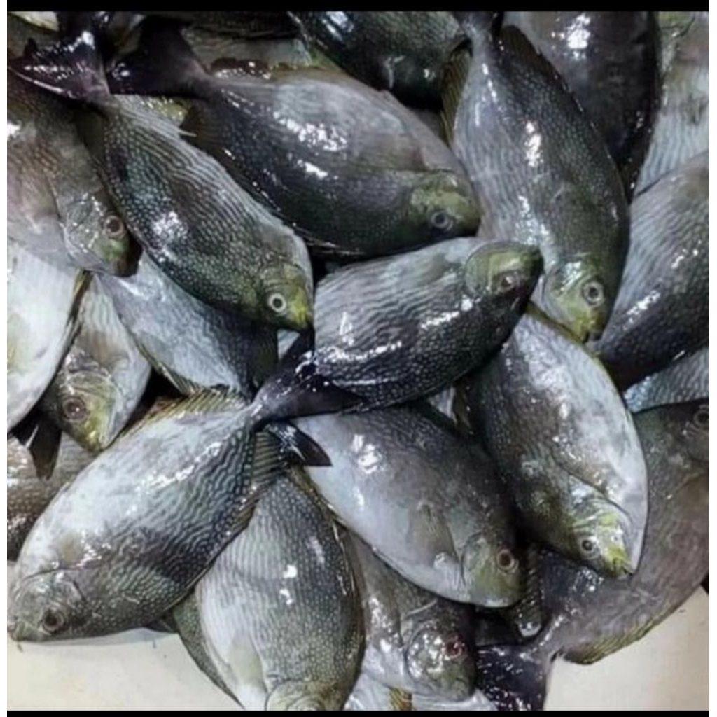 

Ikan baronang | seafood | ikan laut |