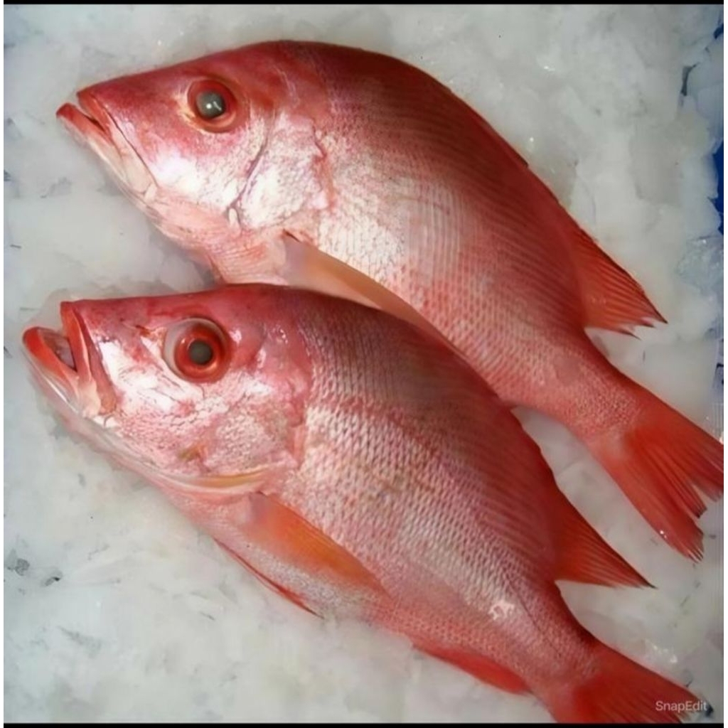 

Ikan kakap merah | seafood | ikan laut |