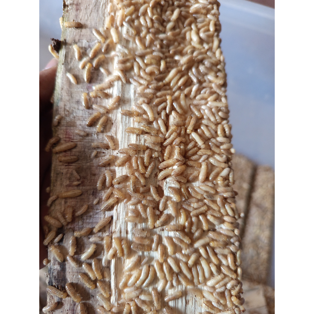 Pua Poa umpan mancing warangas