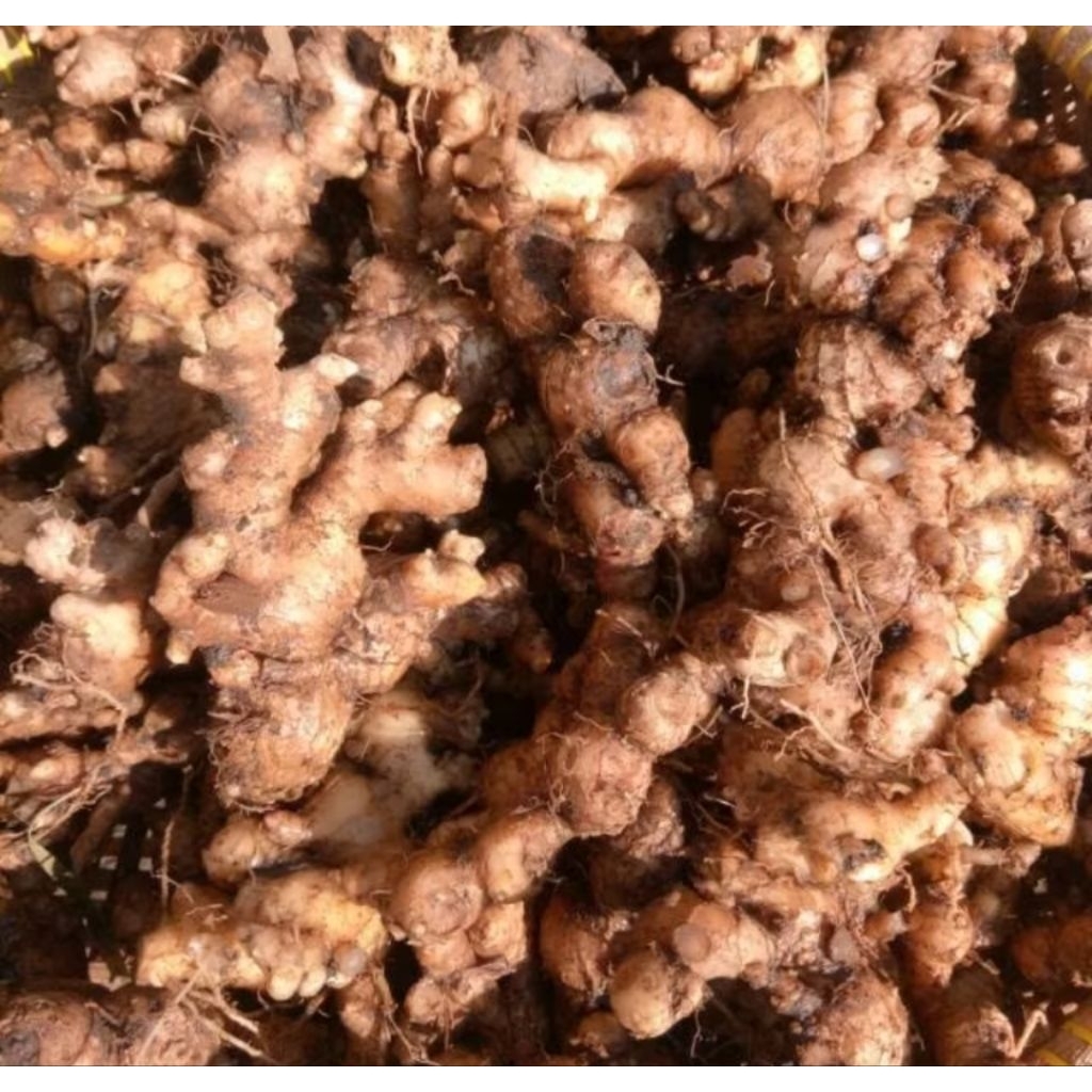 

JAHE PARIS/JAHE EMPRIT SEGAR 1,KG/500, GRM