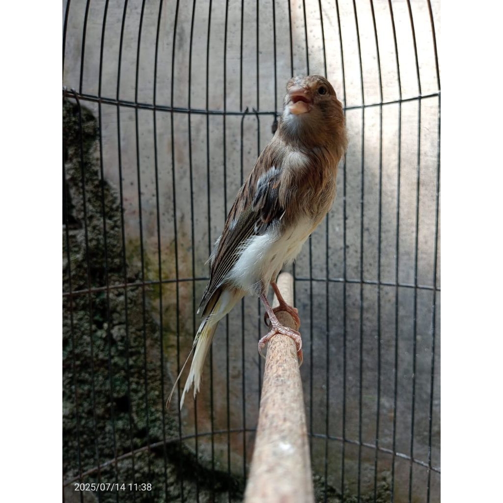 kenari AF RASMI Los Ring riwikan jantan