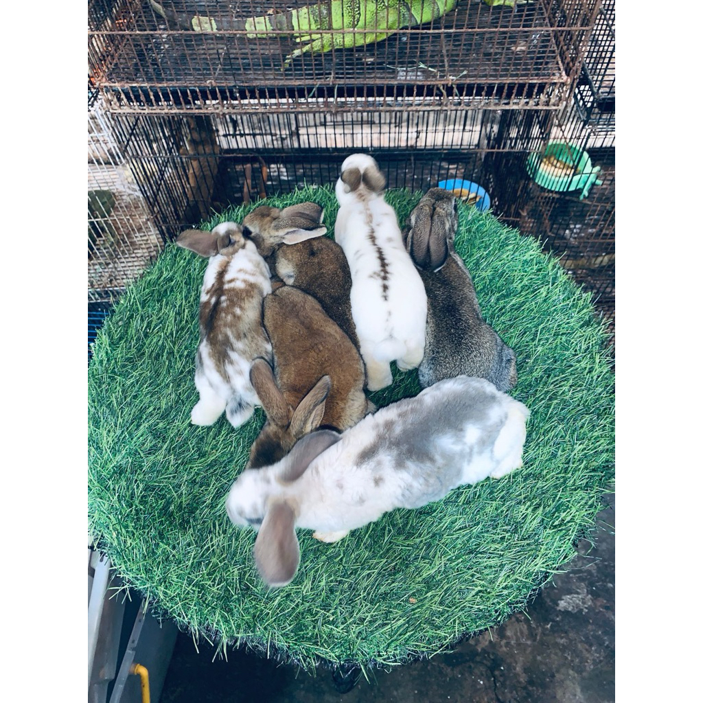 Kelinci Rex bulu karpet