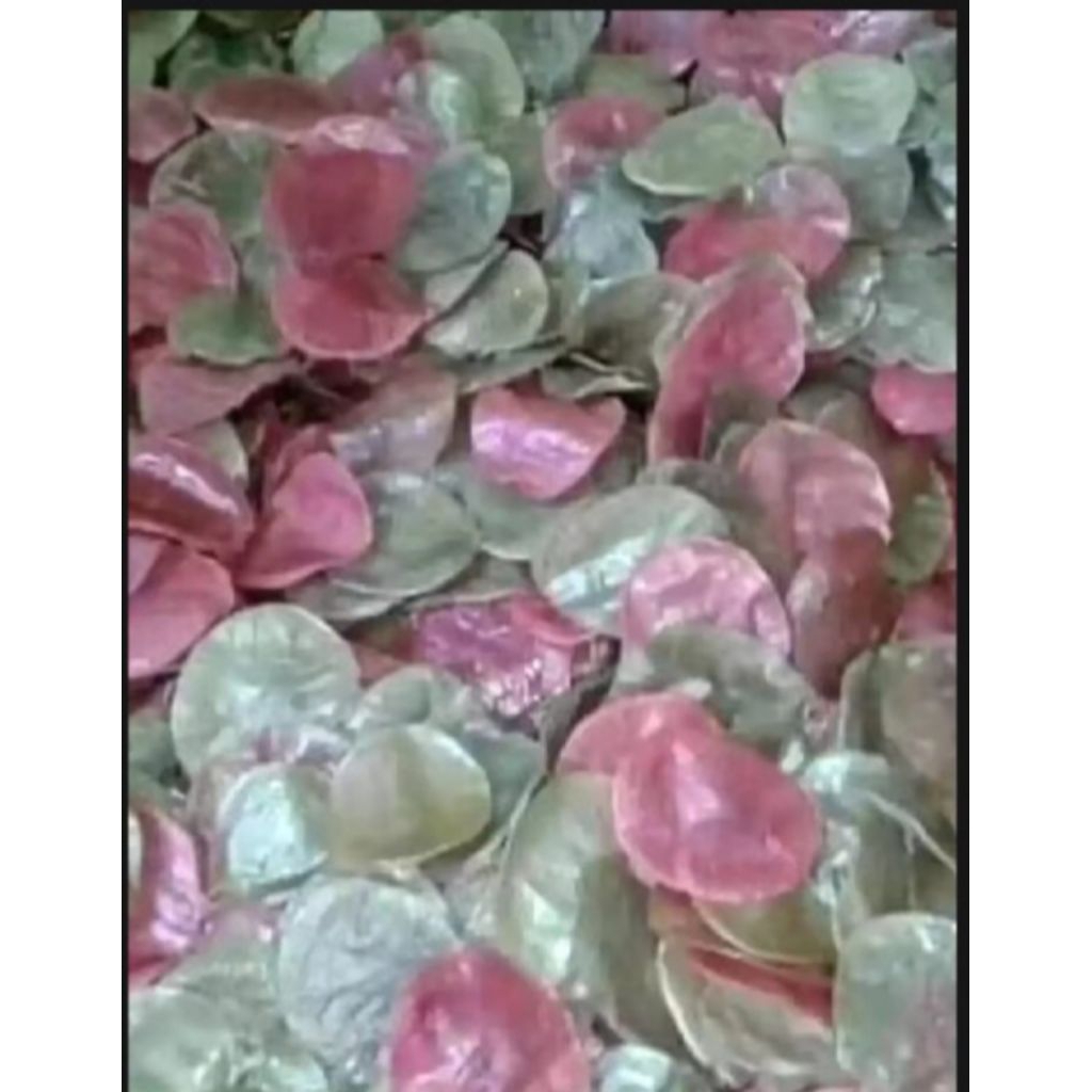 

KRUPUK OPAK ACI MENTAH
