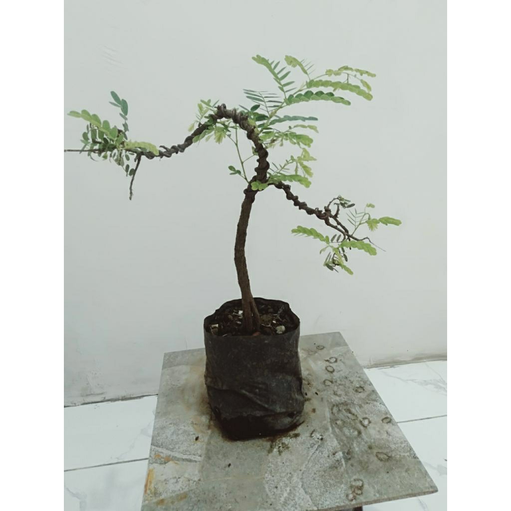 bonsai asem jawa