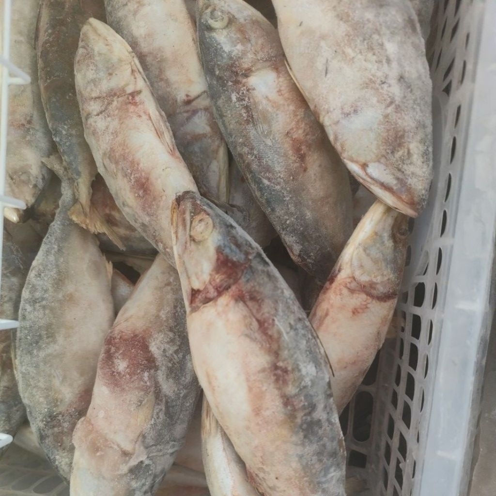 

IKAN KEMBUNG SEGAR 500gr / 1kg - Murah Siap Masak