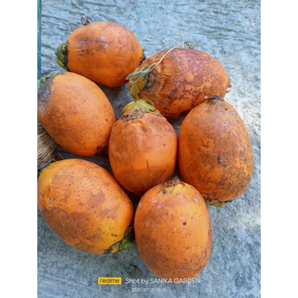 

BUAH PINANG/JAMBE TUA SEGAR