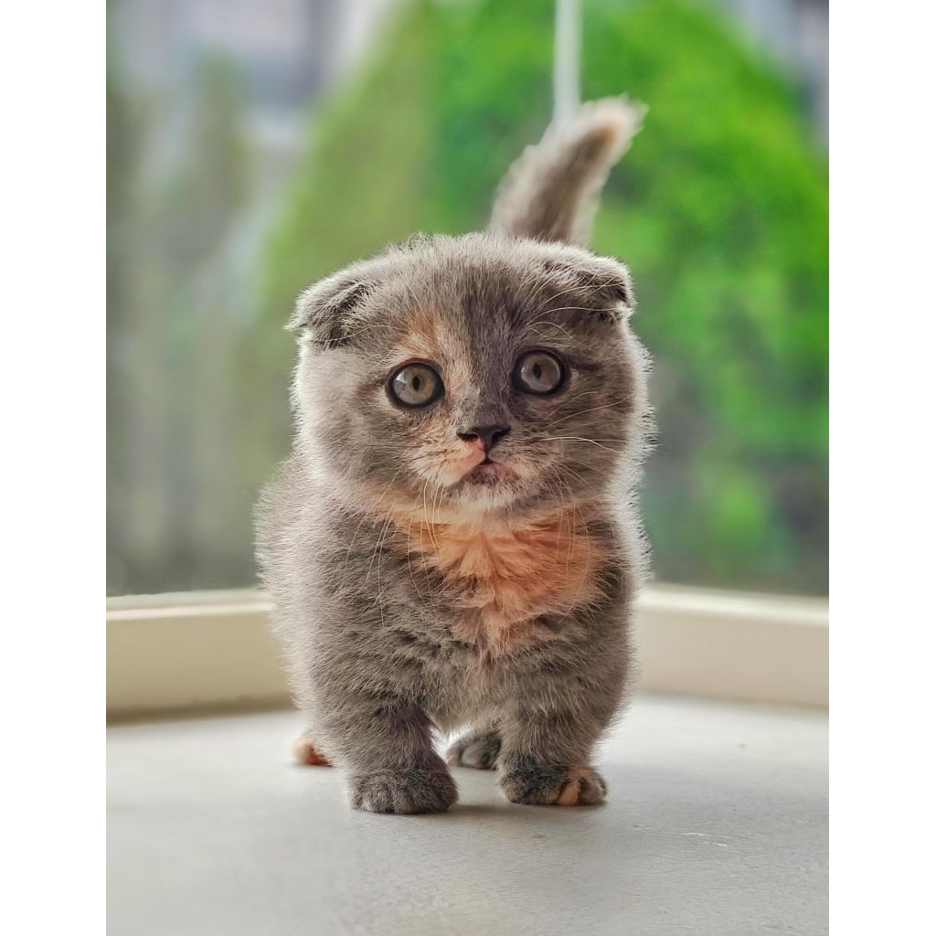 kucing munchkin gaelic fold / kucing cebol betina lucu tortie