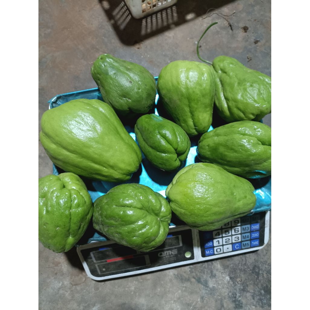 

LABU SIAM 1 KG - BARU PANEN DARI KEBUN - BERKAH SAYUR