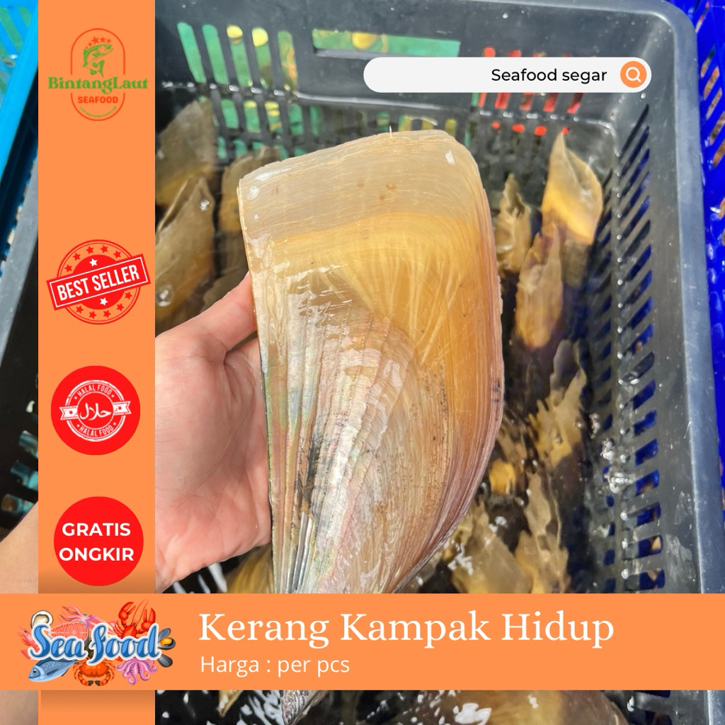 

KERANG KAMPAK HIDUP / LOCAL SCALLOP / PER PCS