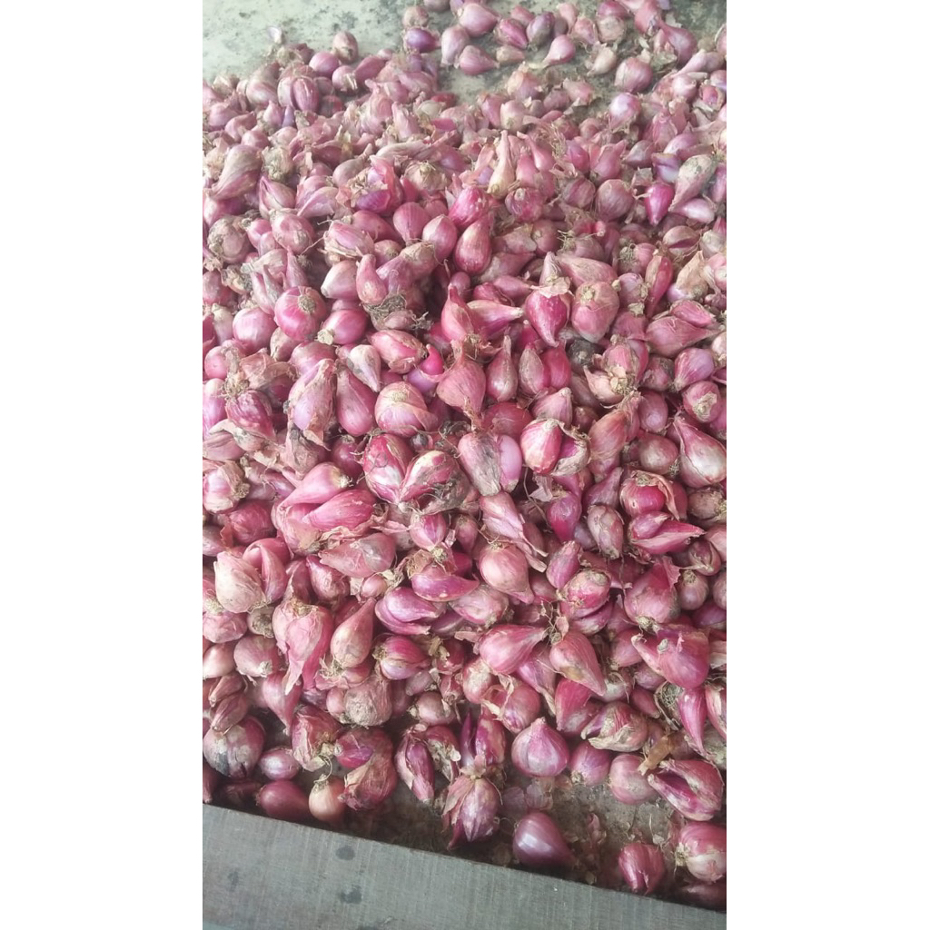 

Bawang Merah Nganjuk (Besar) 1kg