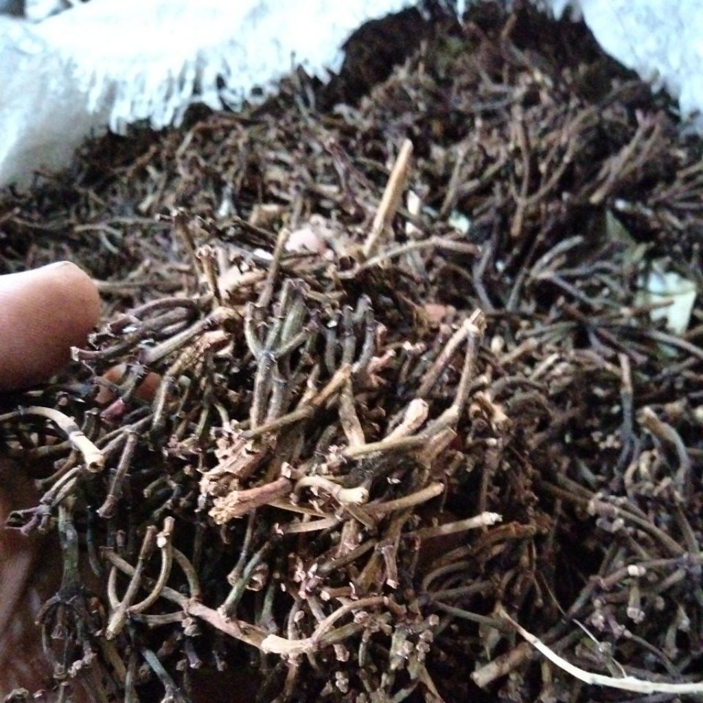 

Gagang cengkeh kering 1kg