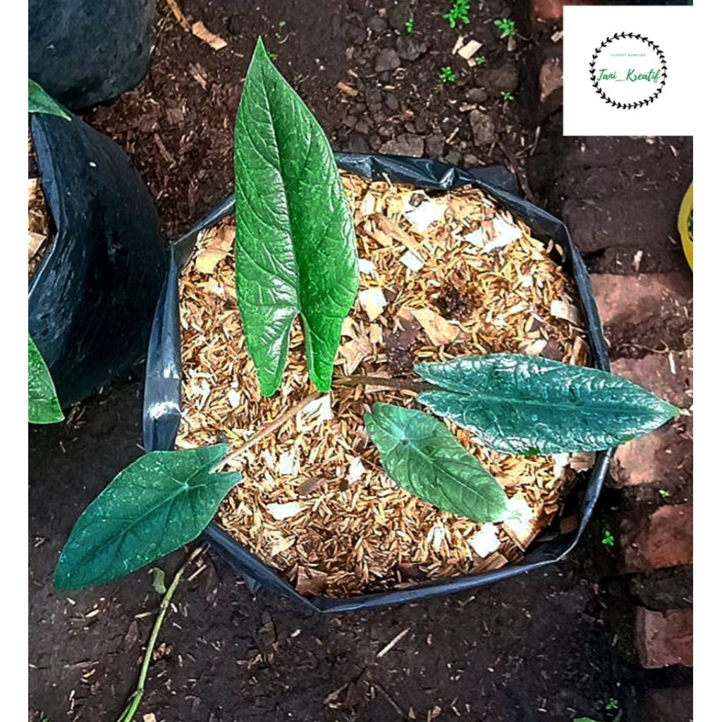 Alocasia Scalprum Remaja