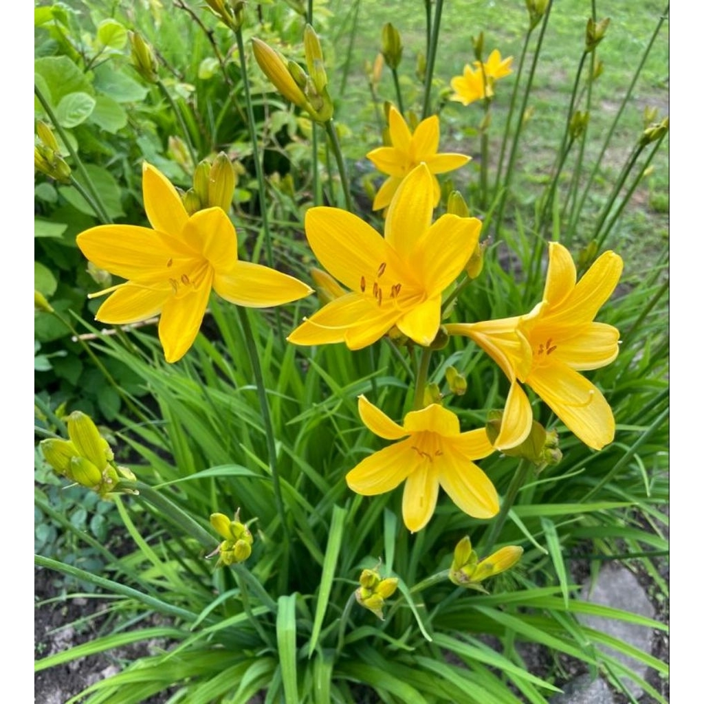 TANAMAN HIAS LILI HUJAN BUNGA KUNING