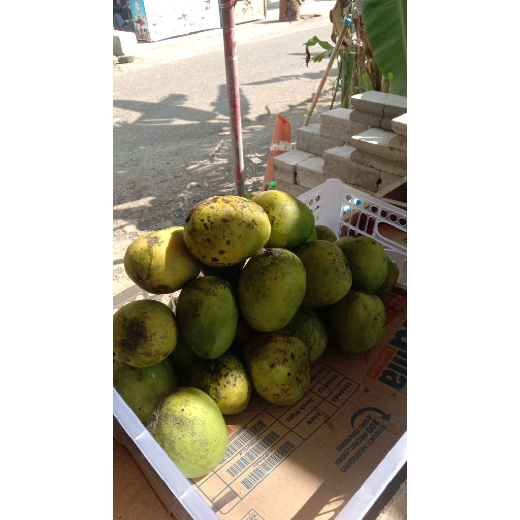 

Buah mangga dan alpukat