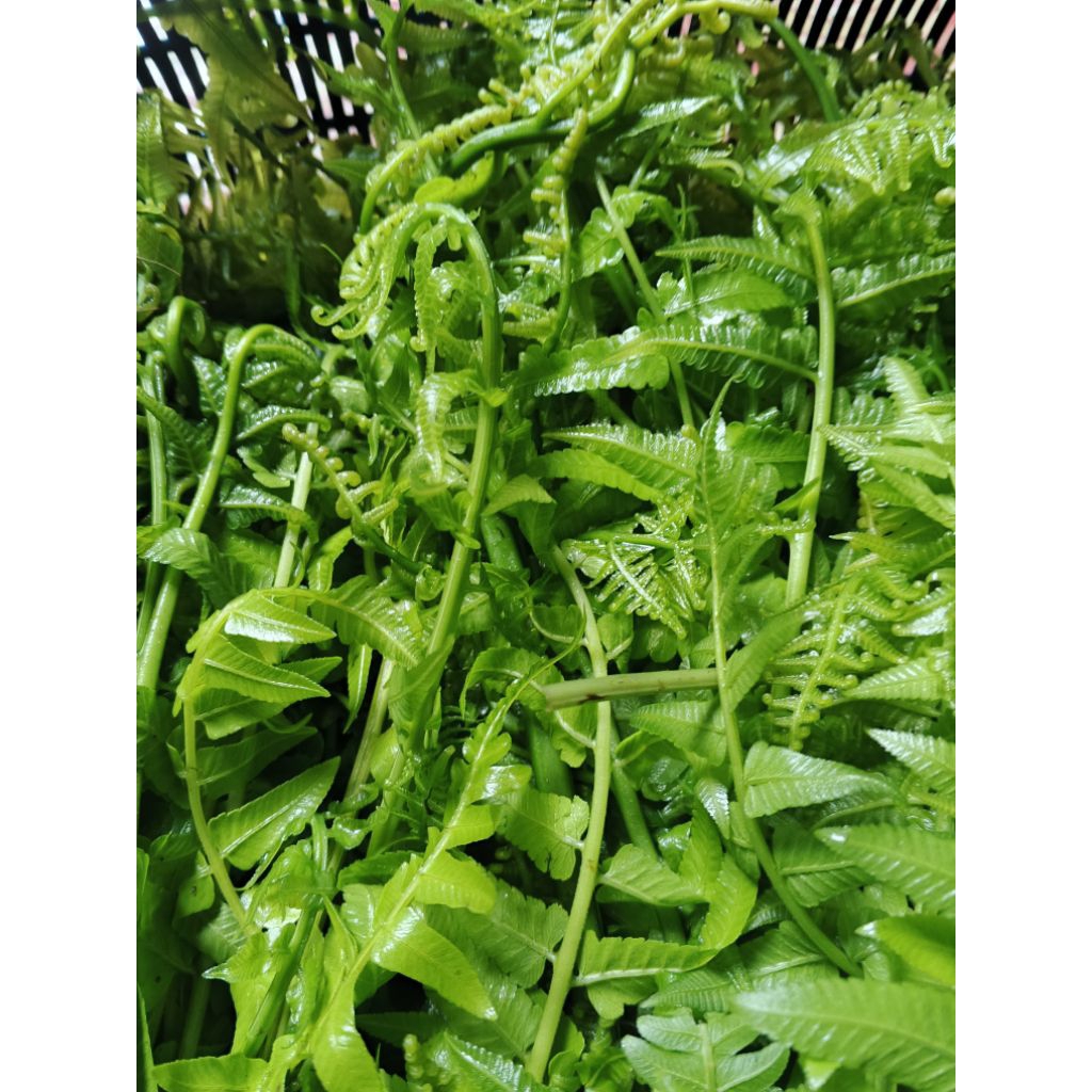 

jual pakis sayur 1 ikat harga murah kualitas terbaik dan fresh