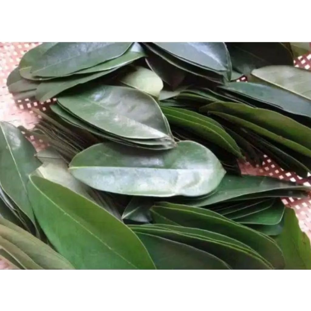 

100 Lembar daun sirsak segar dan fresh