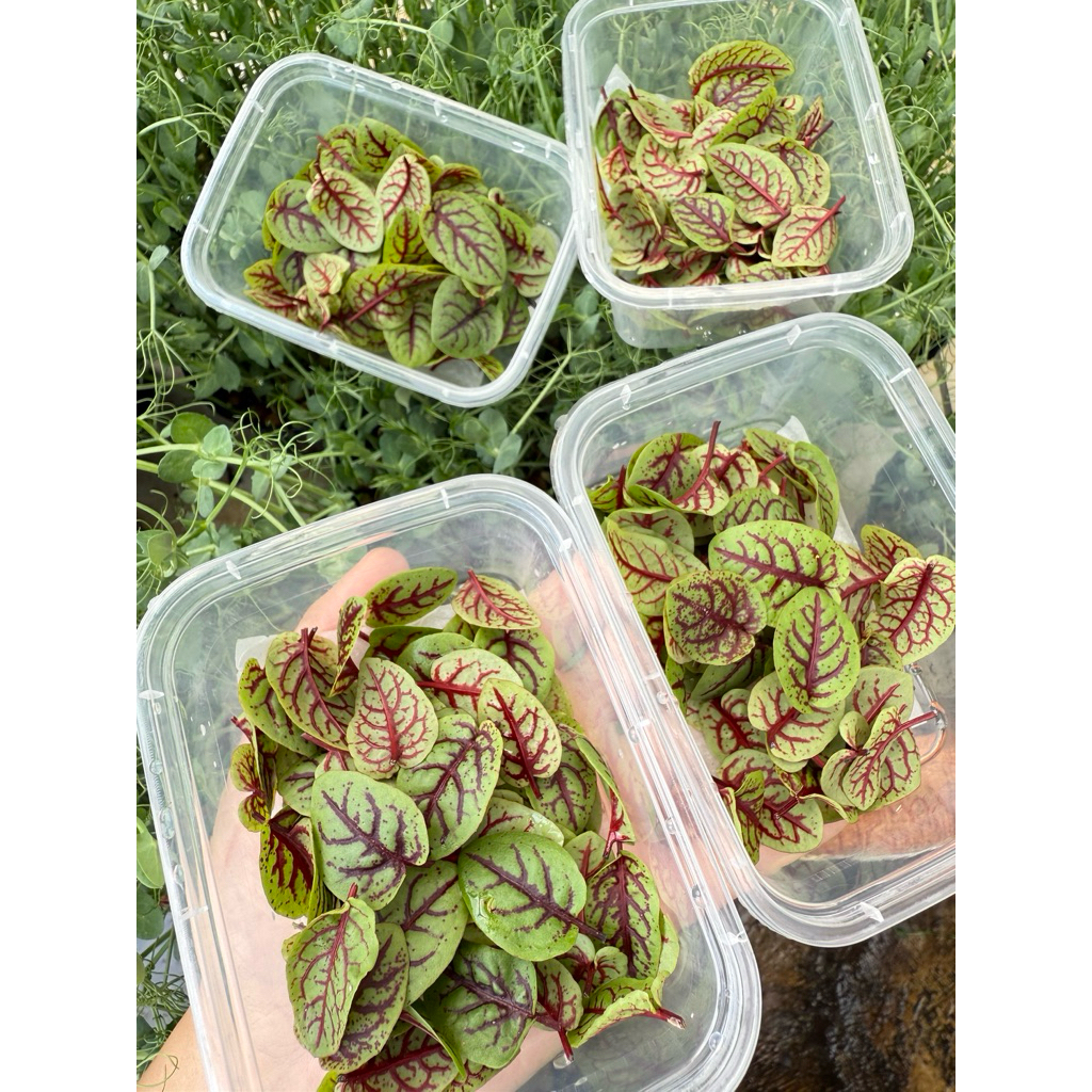 Red Sorrel leaves ( microgreens)