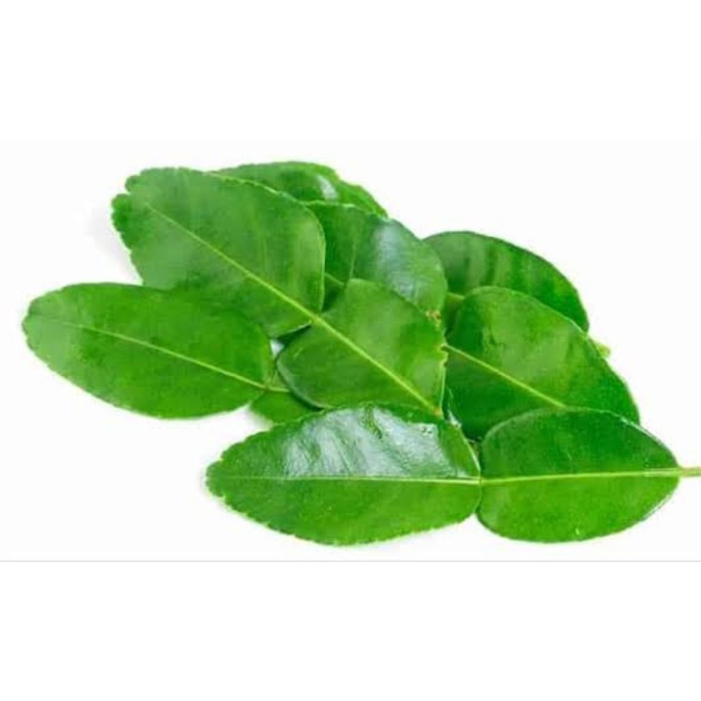 

daun jeruk segar 50gram