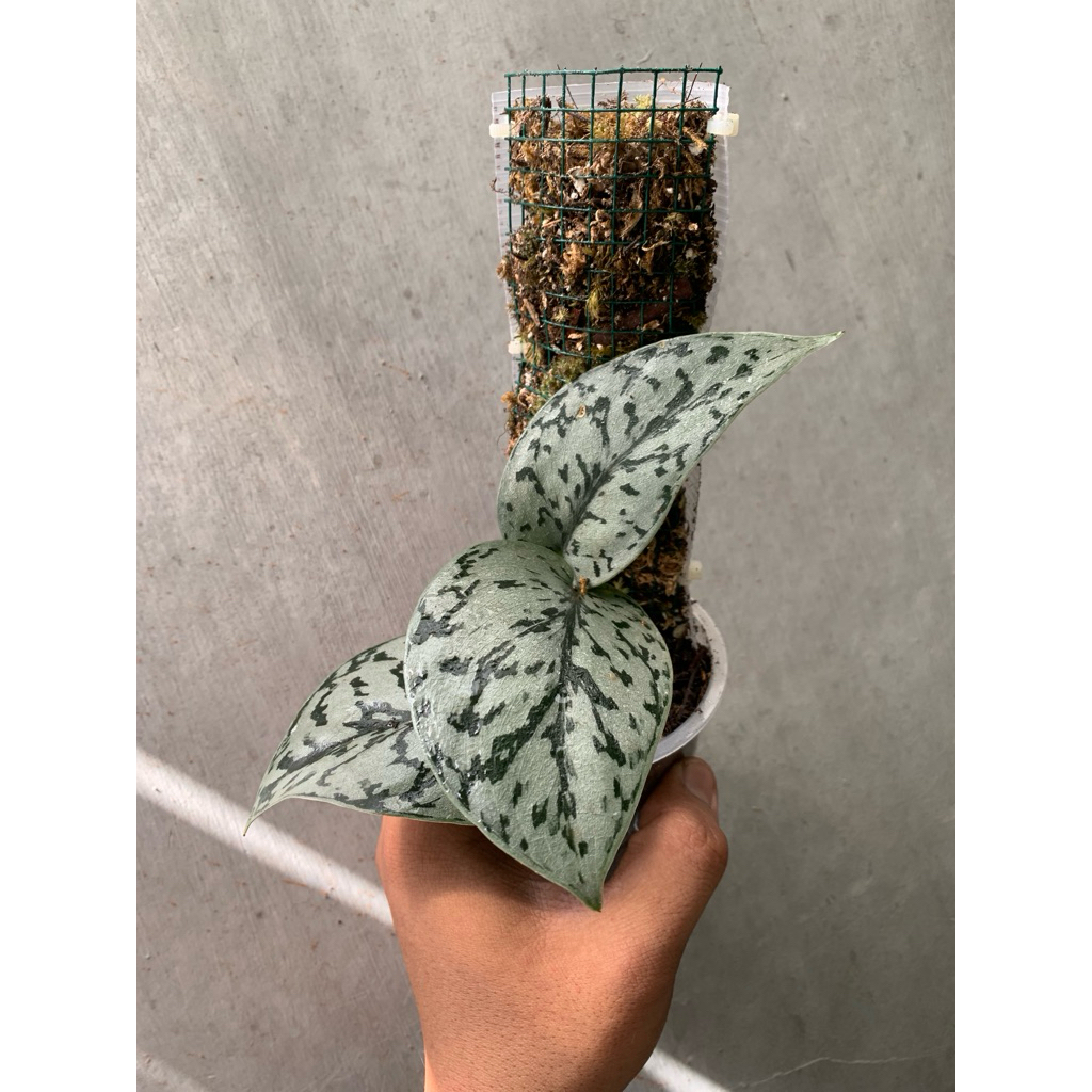 scindapsus silver lady