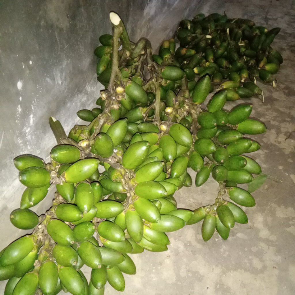 

pinang muda segar,/1kg