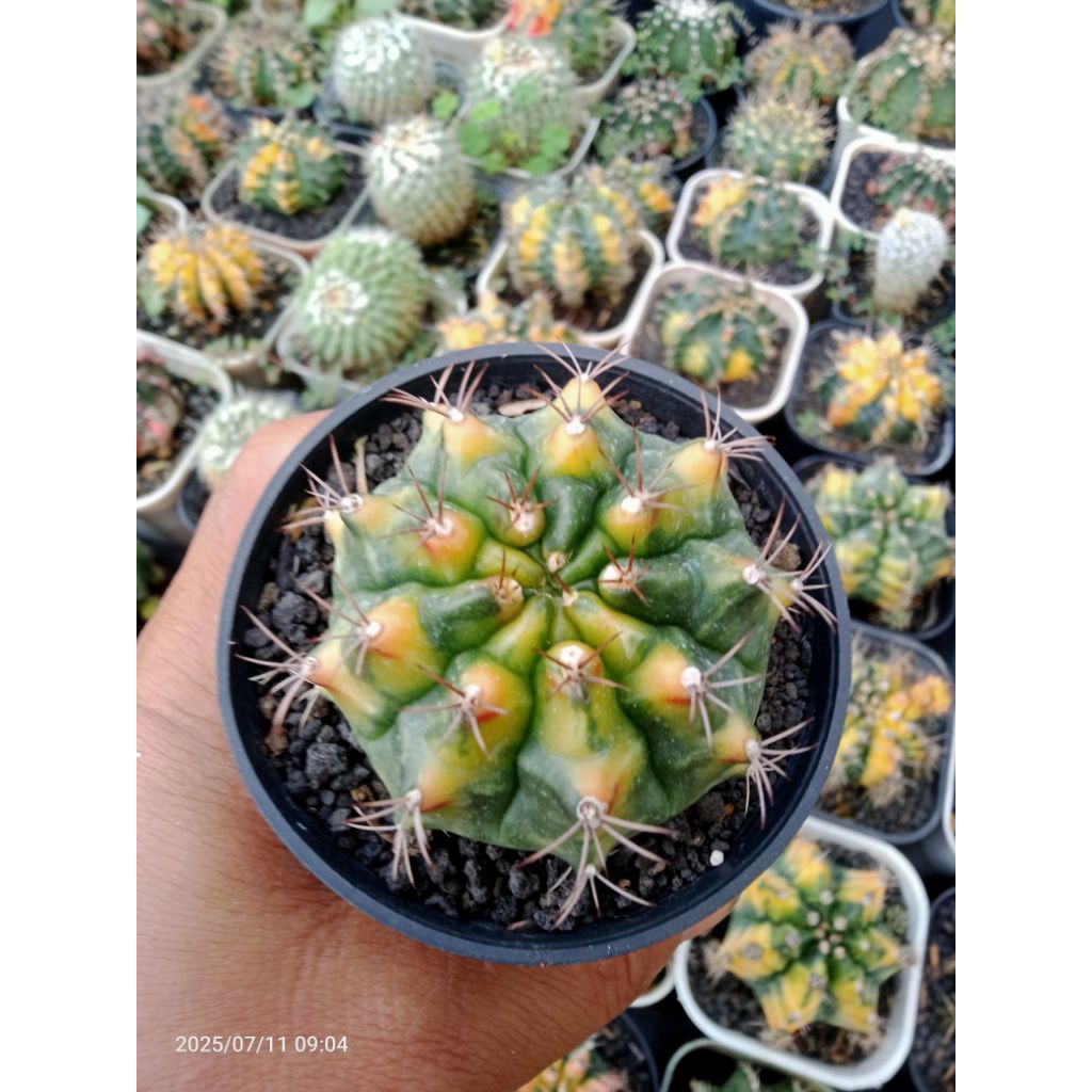 kaktus gymnocalycium darkmoon varigata