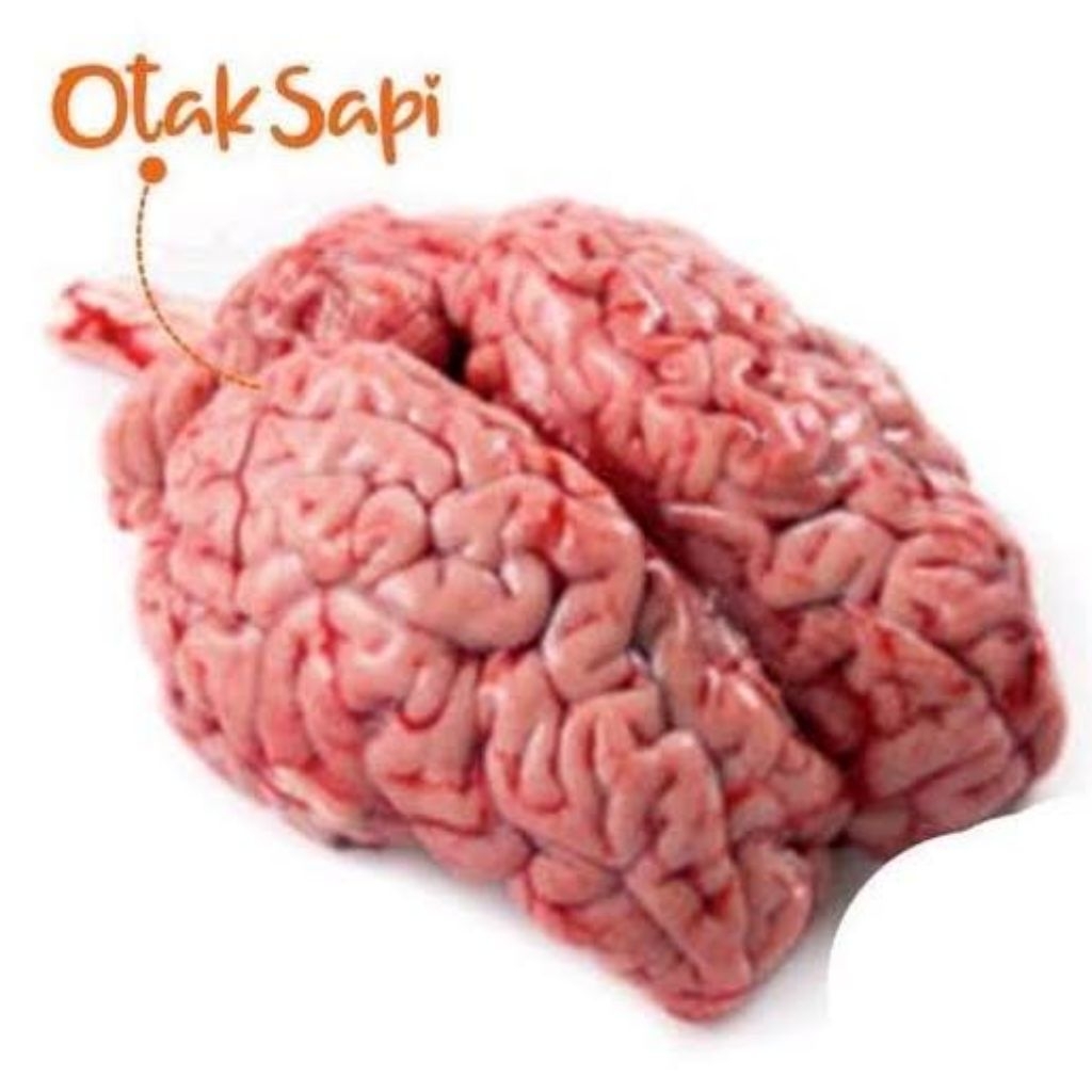

Otak Sapi Segar - Lembut & Siap Olah