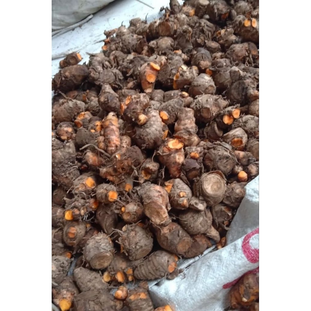 

Biang/empu kunyit jumbo 1kg jamin fresh