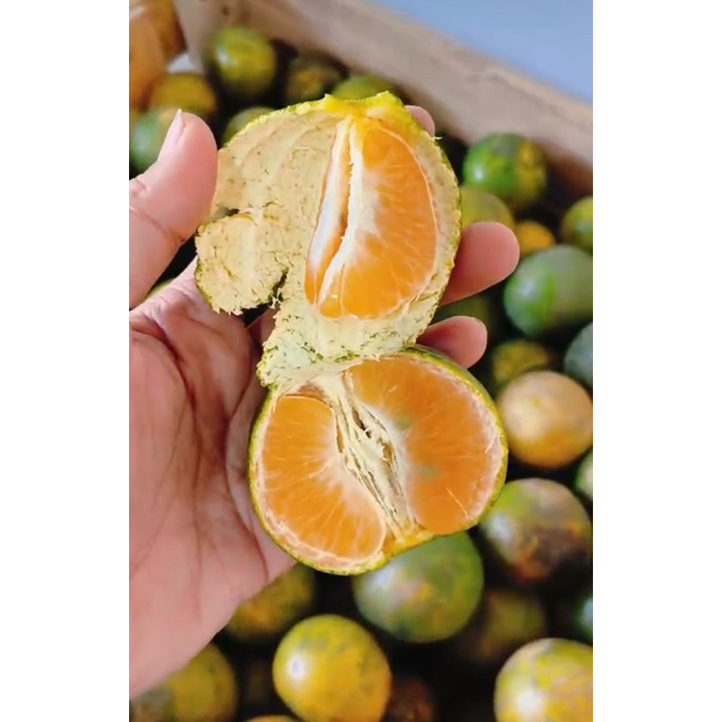

Jeruk Siem dpt 2 kg ready stock