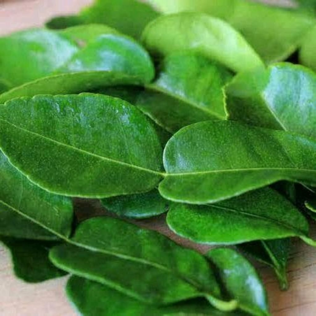 

daun jeruk hijau freshh petik langsung dari pohon / daun jeruk segar buat penyedap masakan