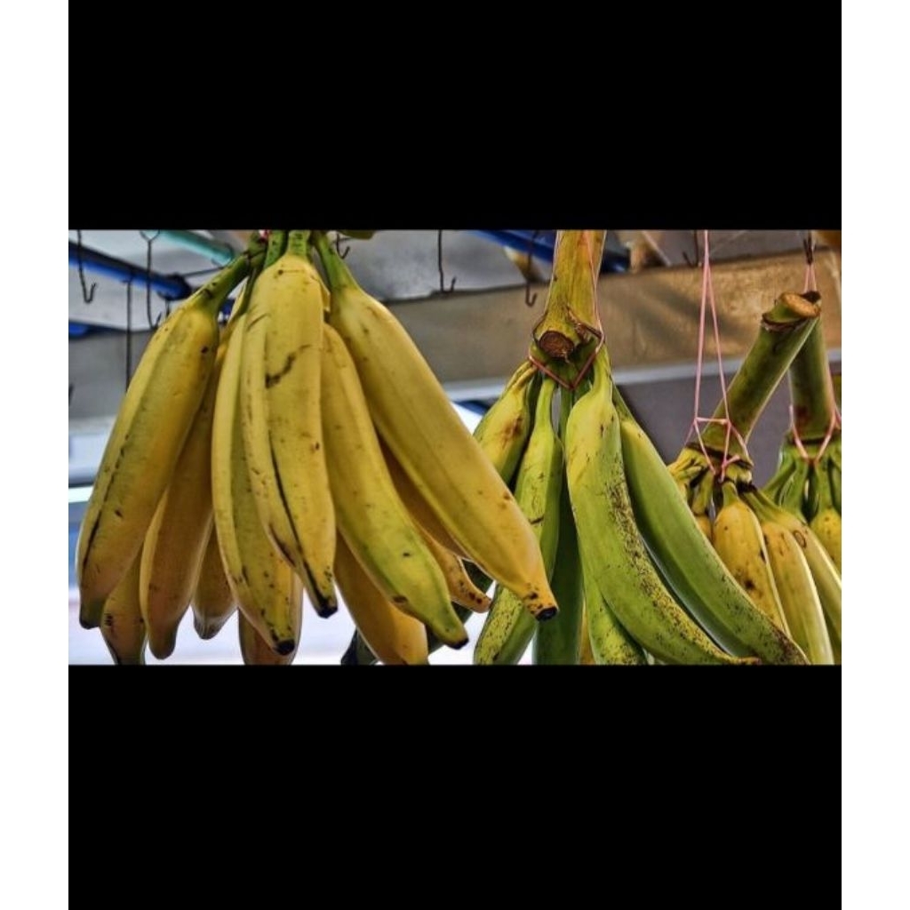 

pisang taduk per 1 tandah isi 10 biji
