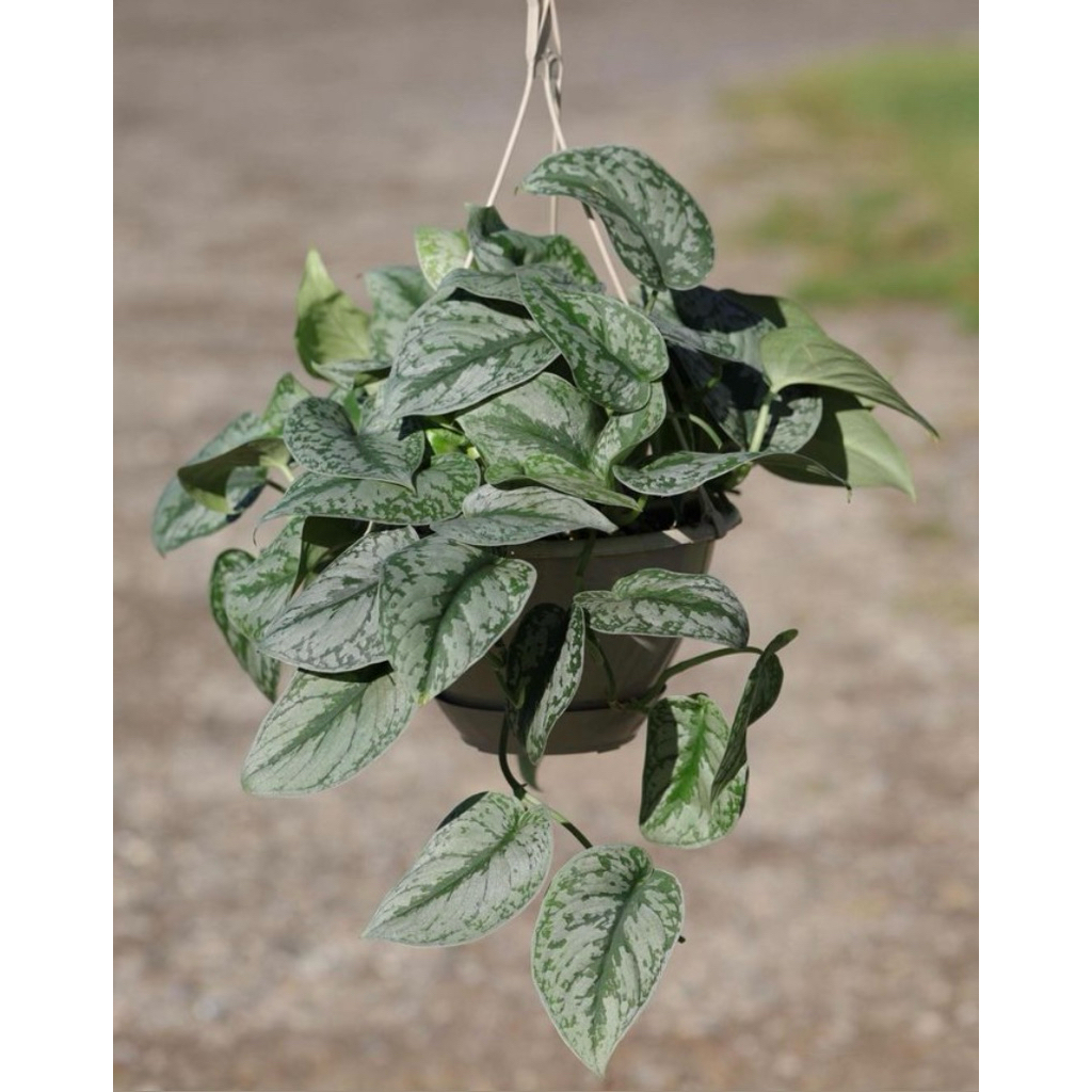 Scindapsus Silver Lady