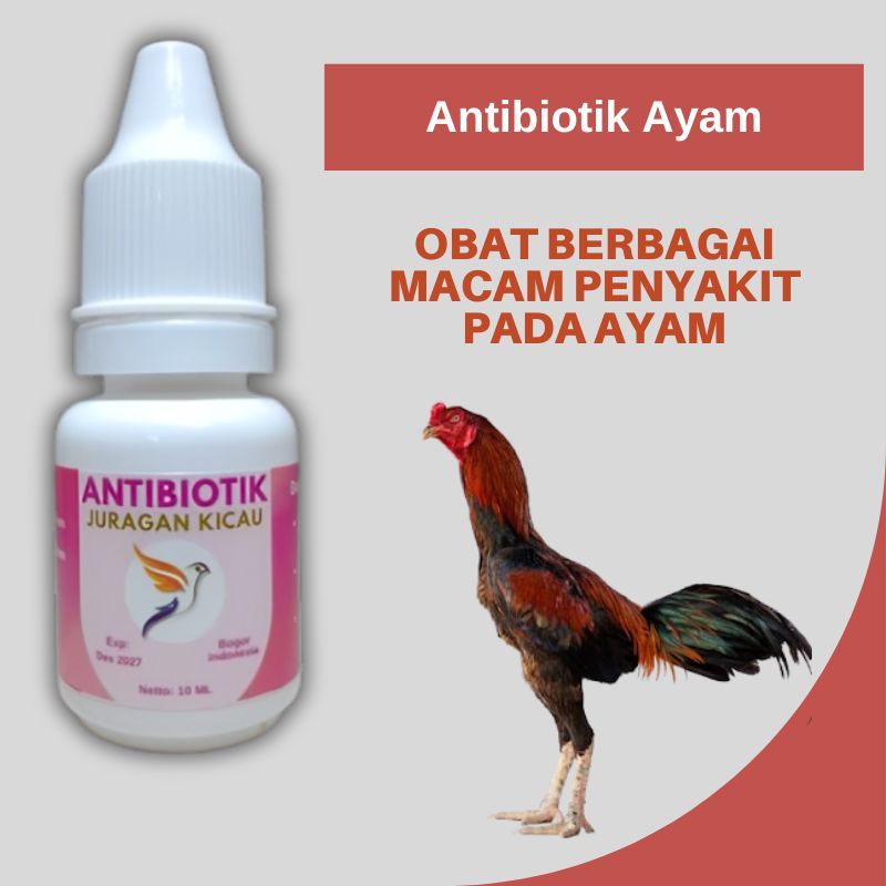 Antibiotik Untuk Ayam Sebagai Obat Berbaga Macam Penyakit