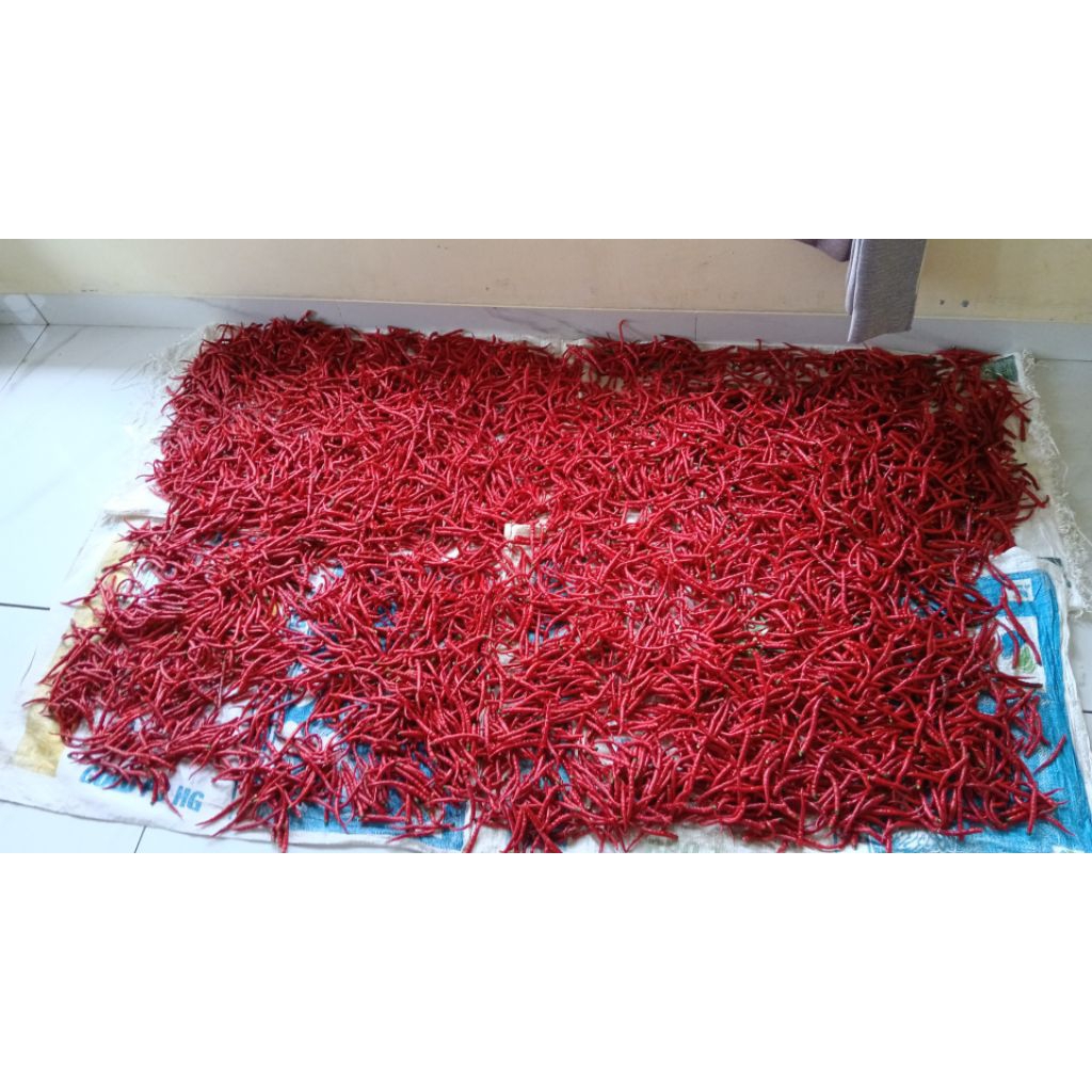 

CABAI MERAH KRITING SEGAR 1 KG PEDAS HASIL PANEN DADAKAN