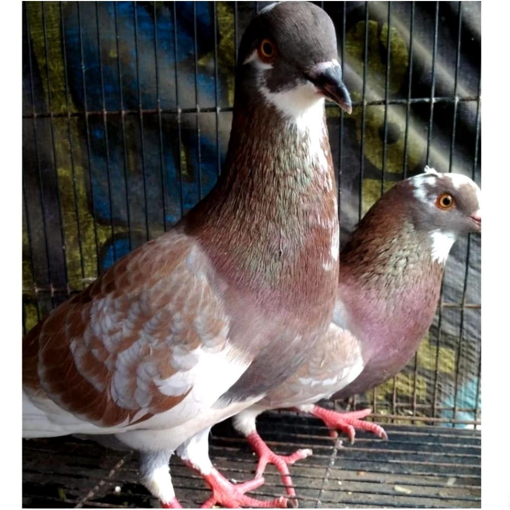 Burung Merpati 1Ekor (Random)