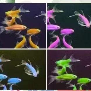 ikan hias danio zebra slayer warna warni