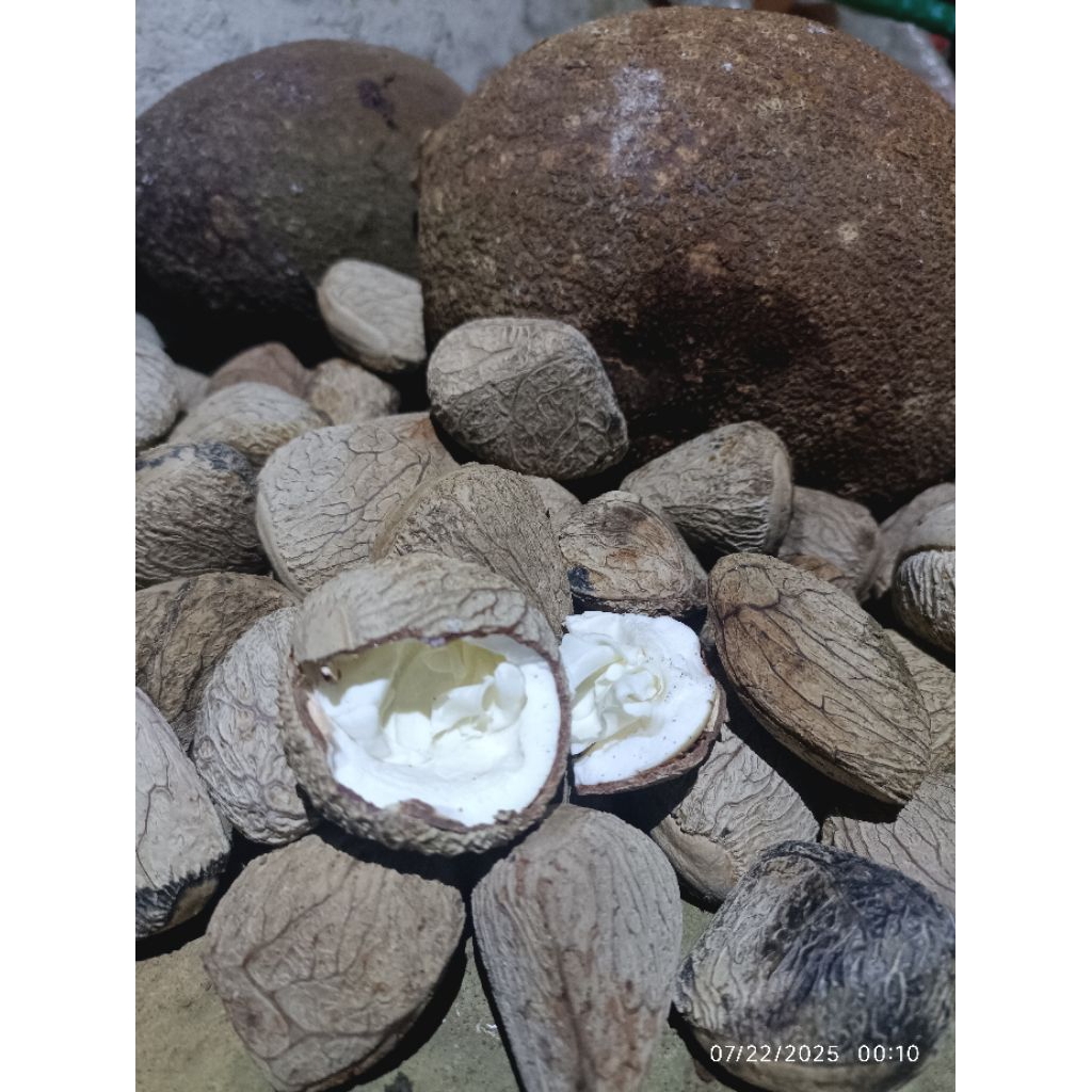 

Biji pucung segar 20 butir untuk pembibitan maupun bahan makanan
