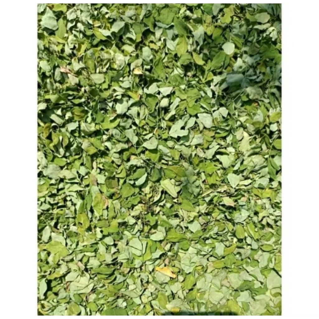 

1 kg daun kelor kering moringa premium asli madura