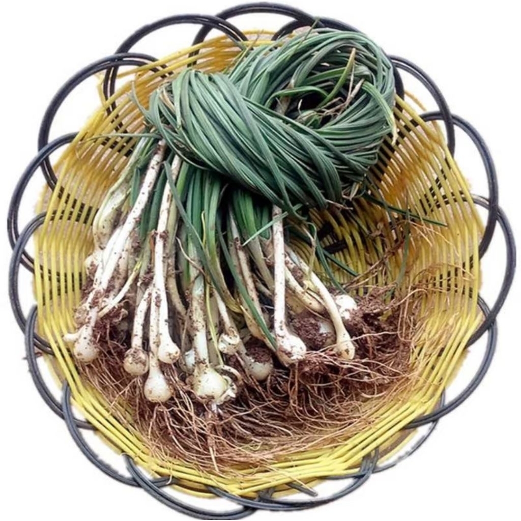 

Bawang Batak Bawang kuncay | Lokio Hijau Fresh | Kucai Kuncay Bawang Rambut 250 gram