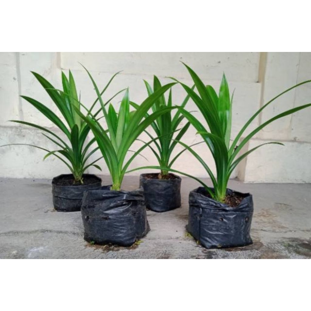 

Daun pandan wangi perikst 10lembar
