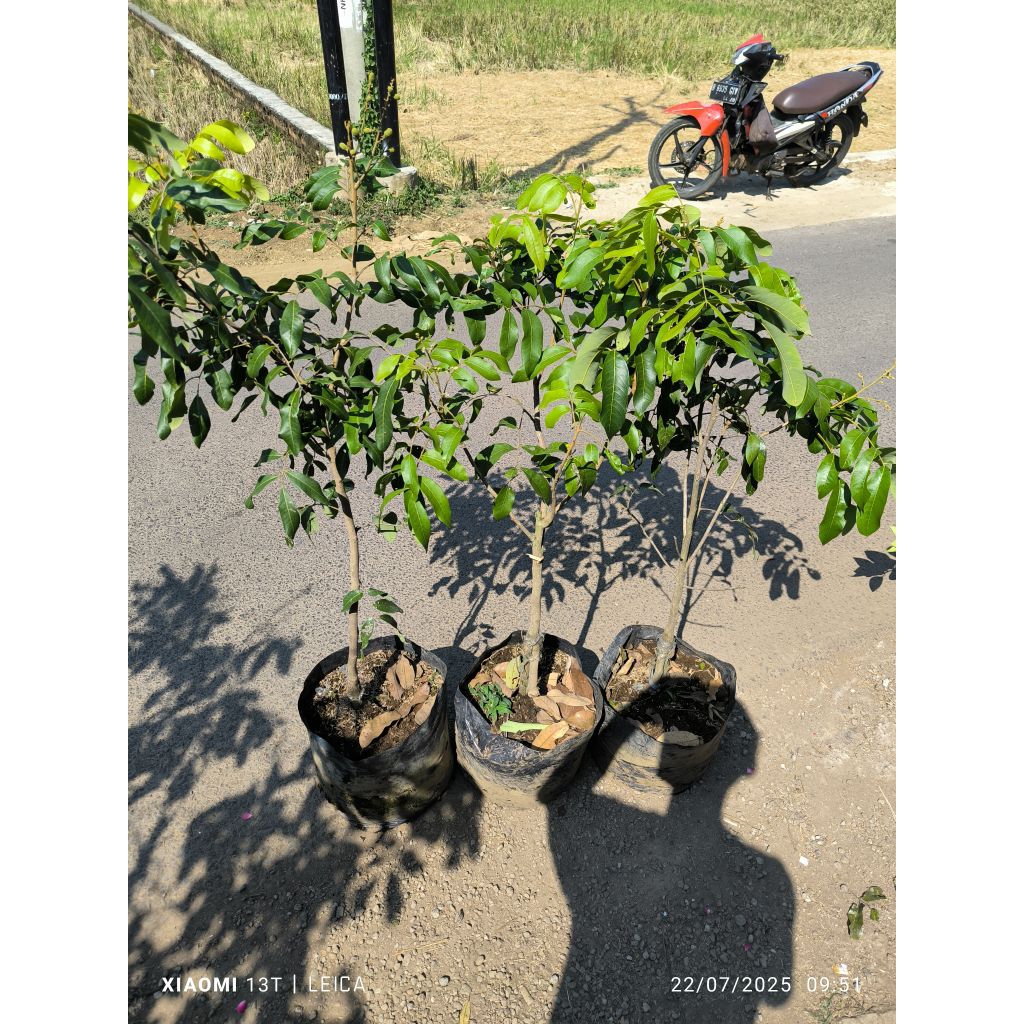 bibit kelengkeng diamond river berbunga rimbun