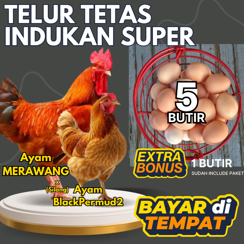 

1 Paket 5 Butir Telur Fertil Tetas Ayam Merawang x Ayaam BP2 Blackpermud2 fertil ditetaskan bergaransi infertil dan pecah bisa COD