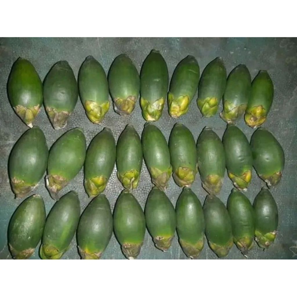 

Pinang muda/jambe muda segar berkhasiat