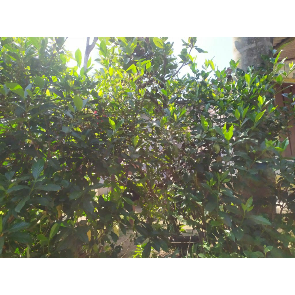 

daun sawo (100 lembar)