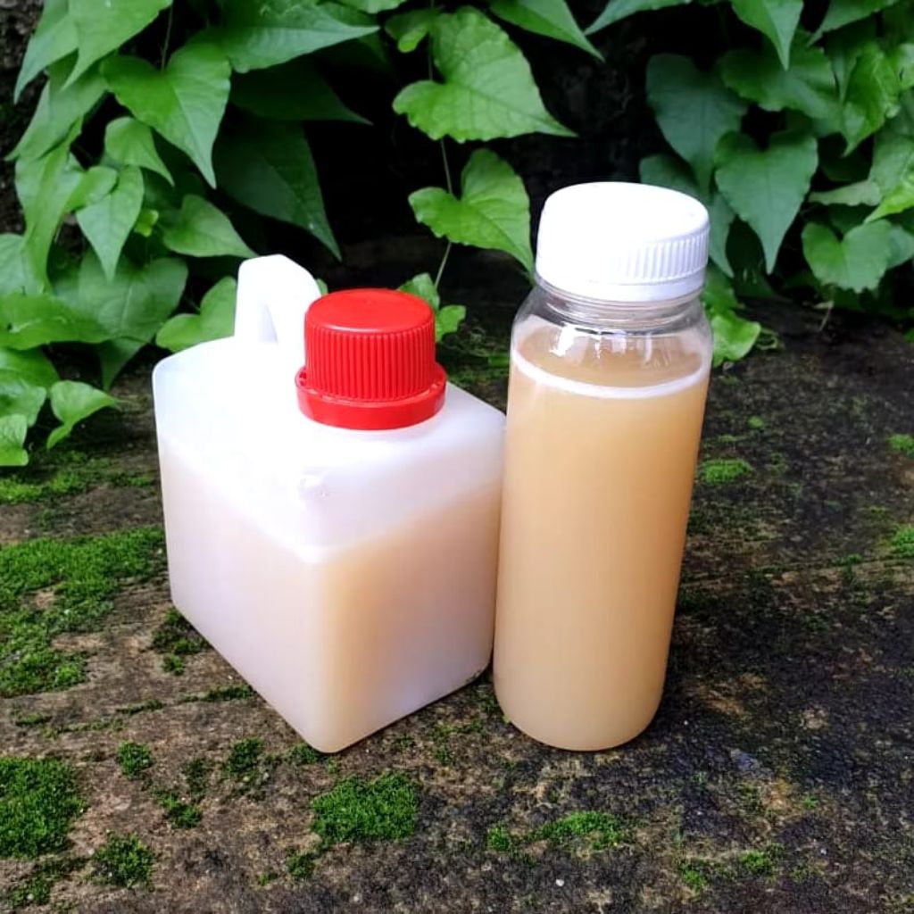 

Madu Putih Dompu Curah 500 Gram