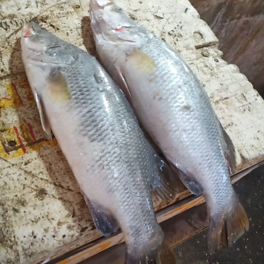 

Ikan Kakap Putih ( Baramundi Fresh )