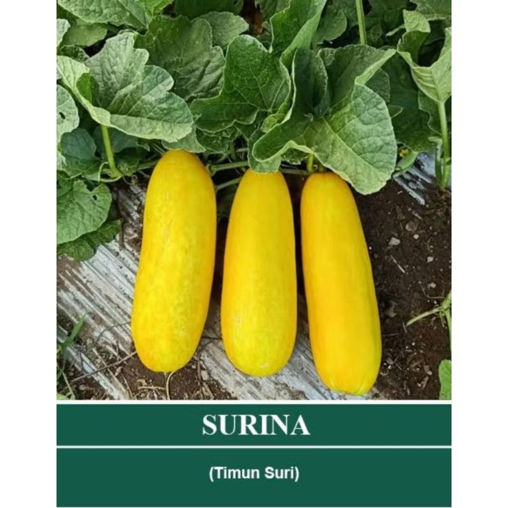 Biji benih timun suri surina super