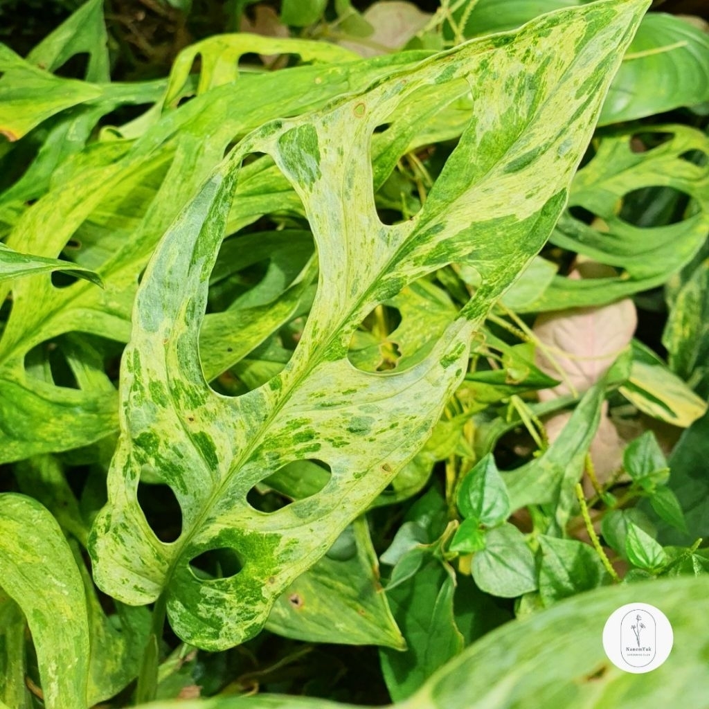 Monstera Adansonii Mint Variegata - Nanemyuk