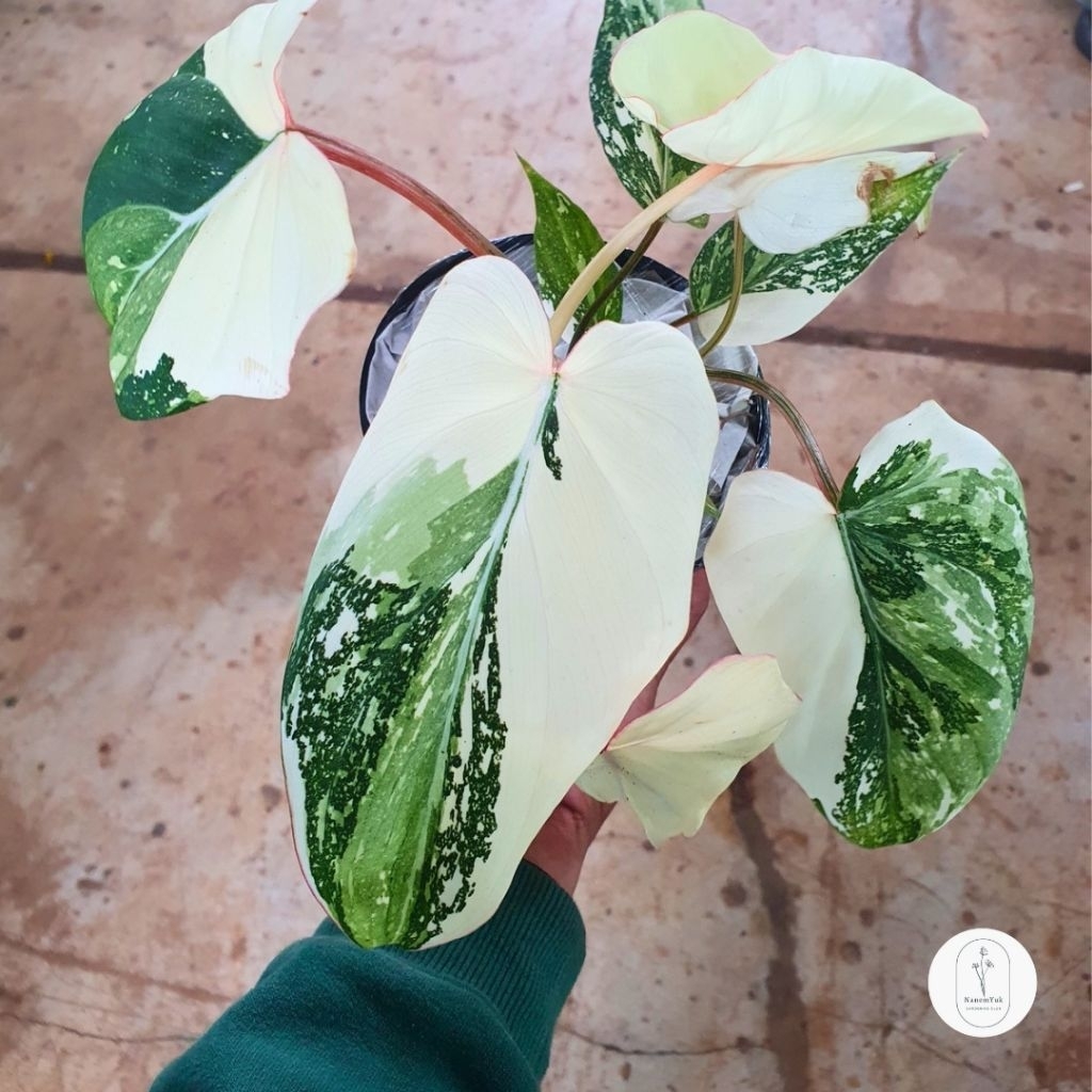 Philodendron Gloriosum Variegata - Nanemyuk