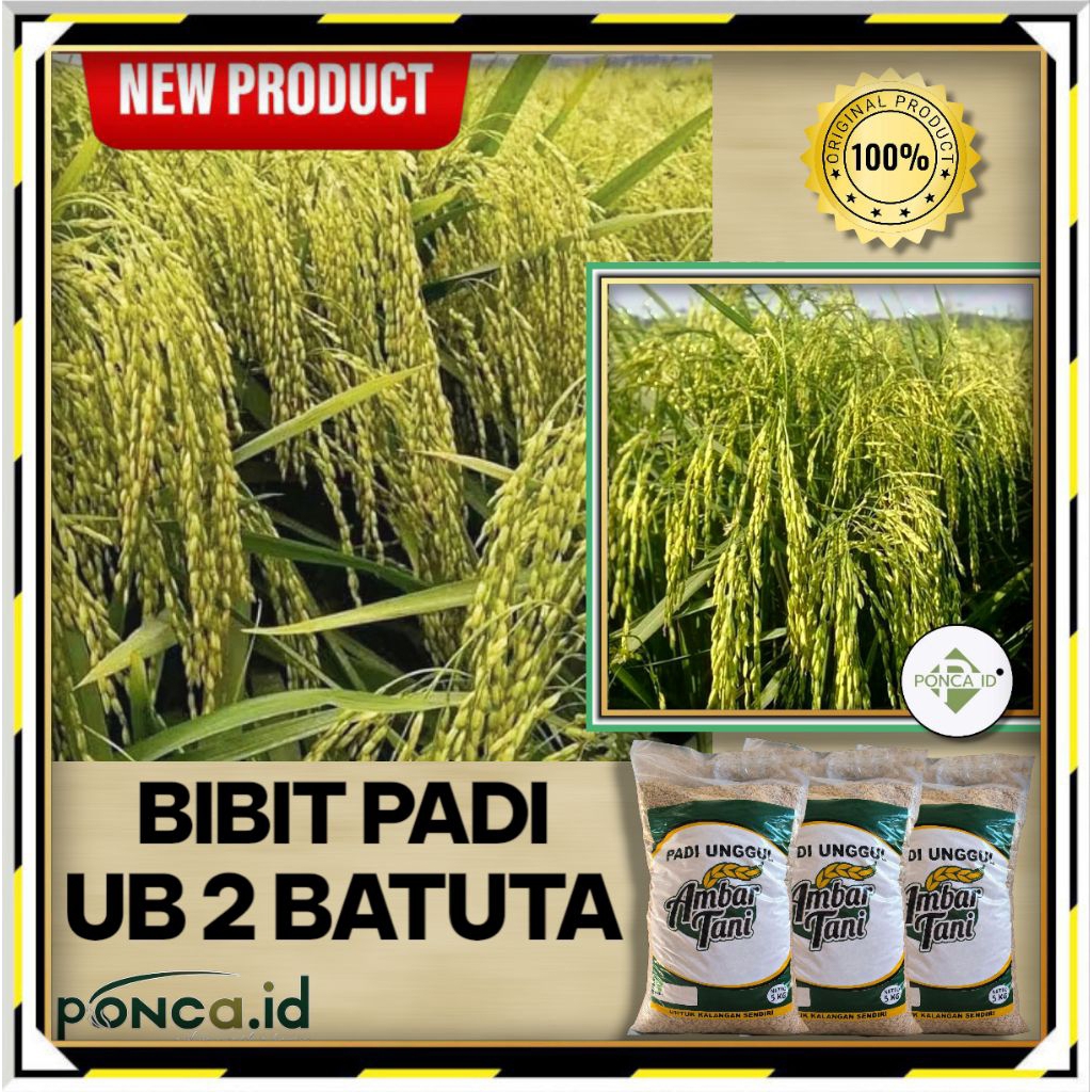 BENIH PADI UB 2 BATUTA