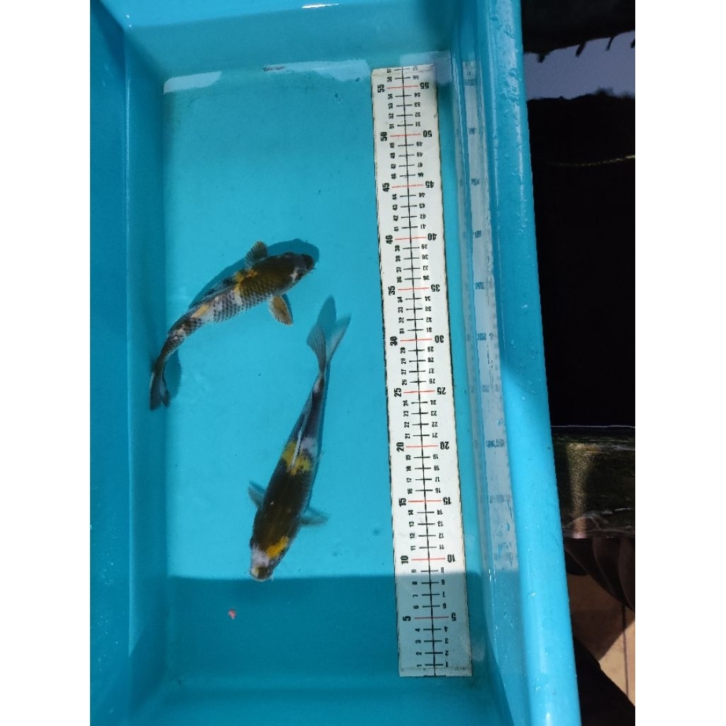 ikan koi blitar jenis ki showa